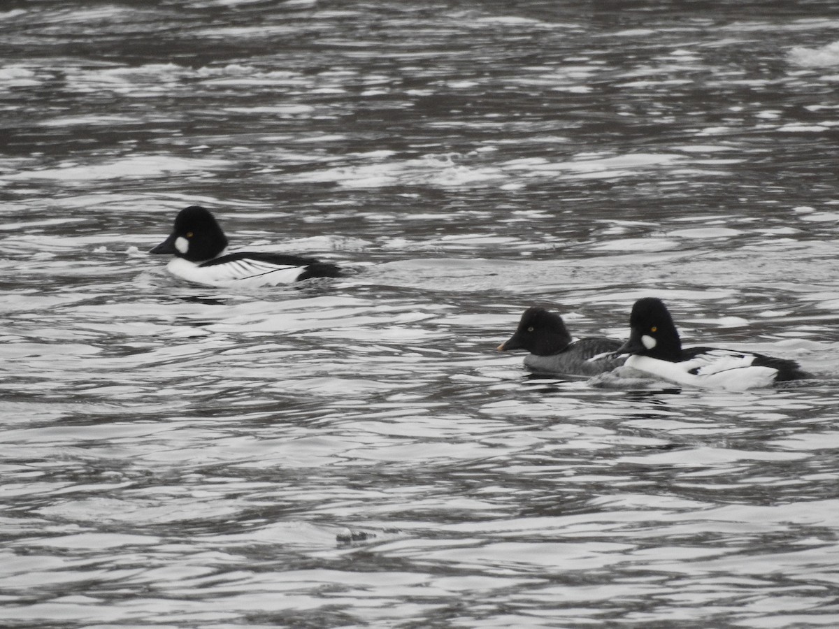 Common Goldeneye - ML208709021