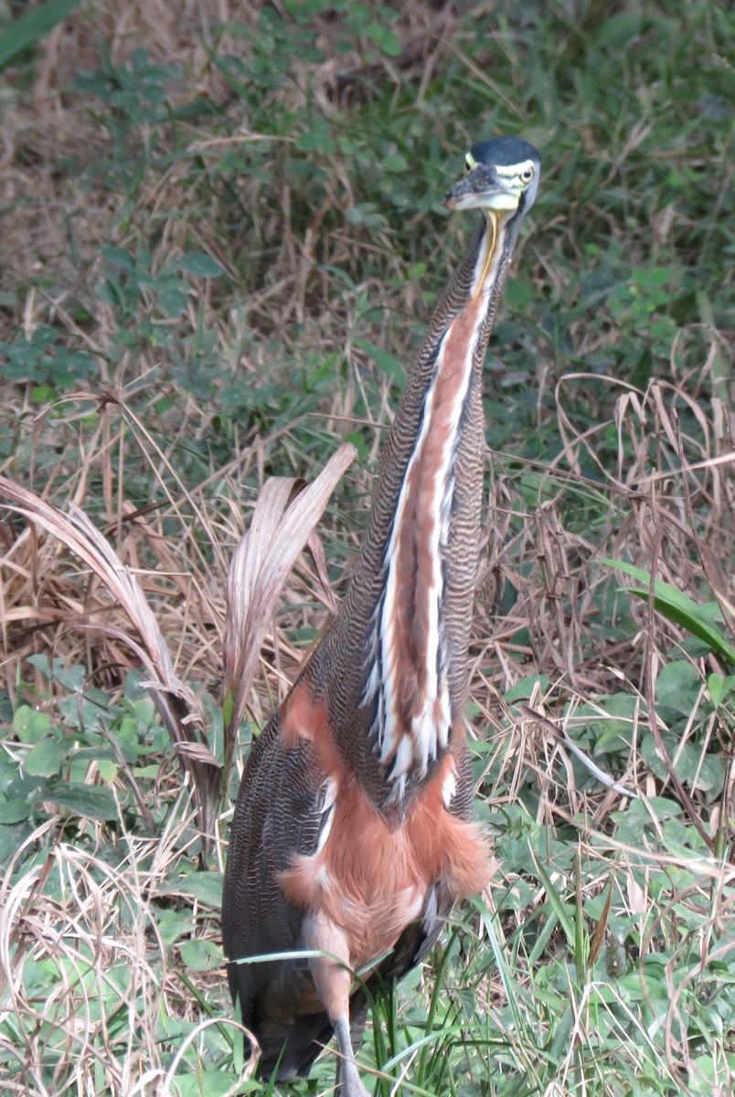 Bare-throated Tiger-Heron - ML208709101