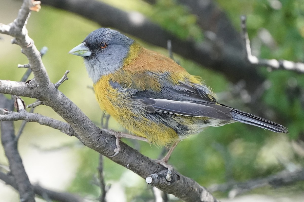 Patagonian Sierra Finch - ML208710621