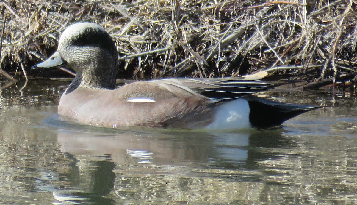 American Wigeon - ML208710991