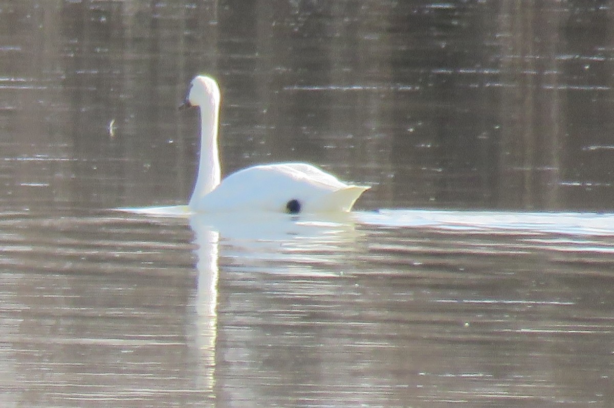 Tundra Swan - ML208711231