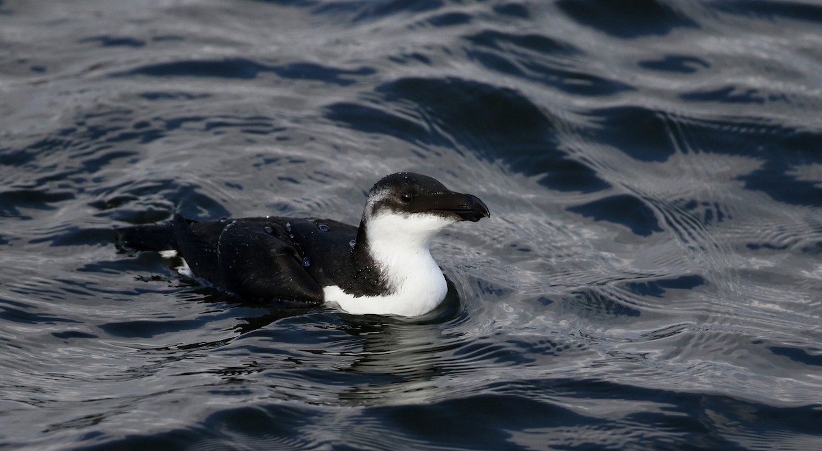 Razorbill - ML208713191