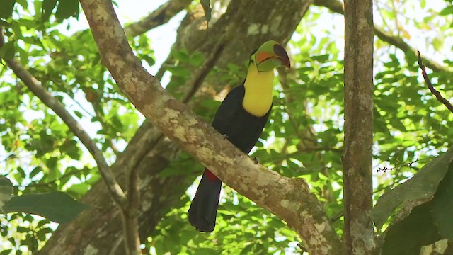 Keel-billed Toucan - ML208713201