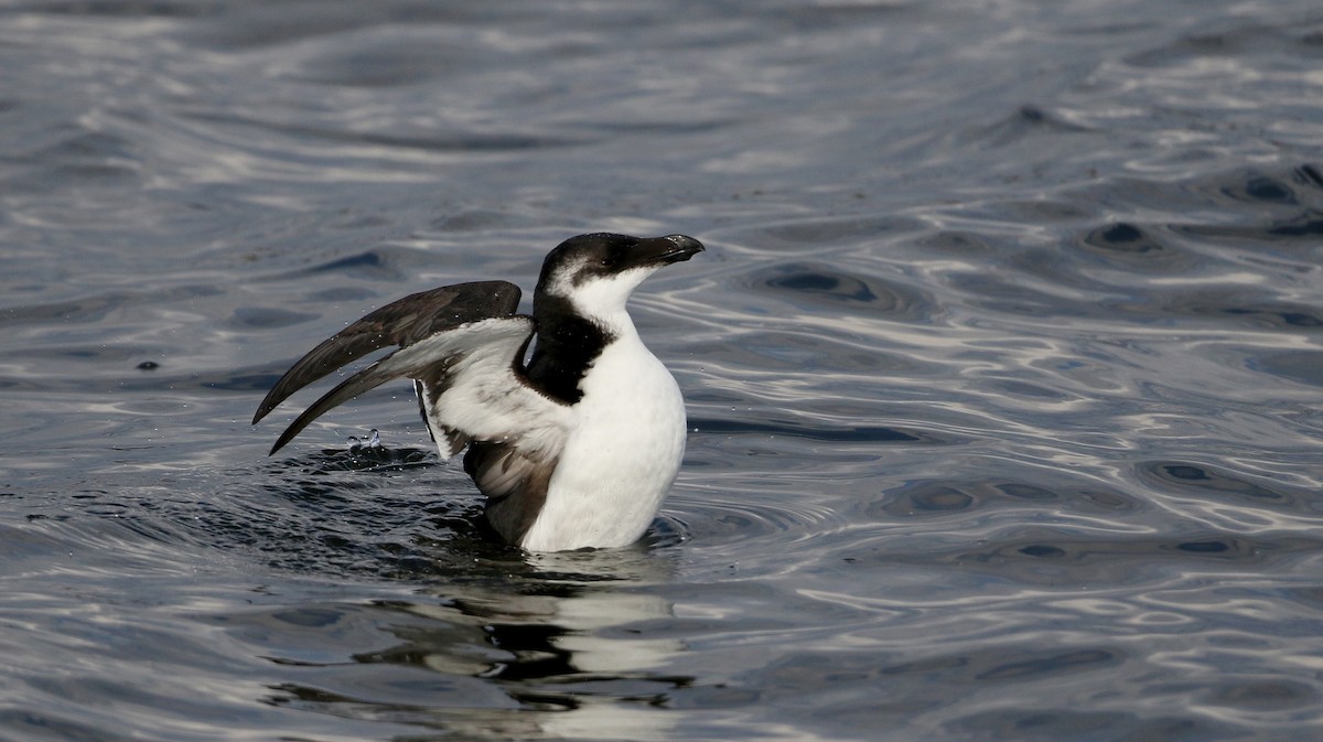 Razorbill - ML208713261