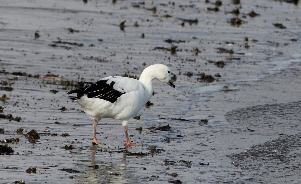 Snow Goose x Brant (hybrid) - ML208713971