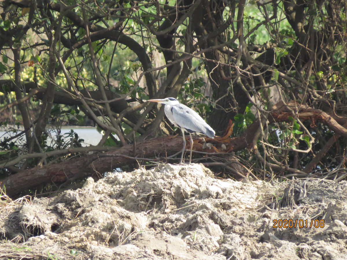 Gray Heron - ML208714061