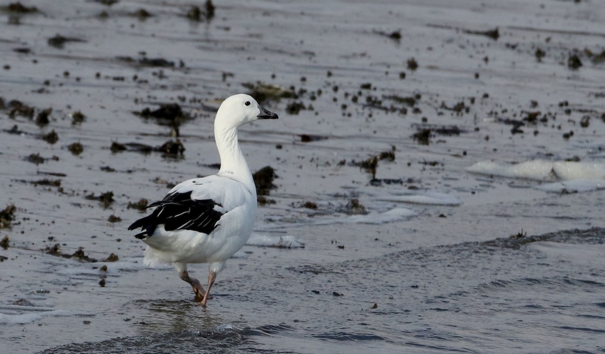 Snow Goose x Brant (hybrid) - ML208714071