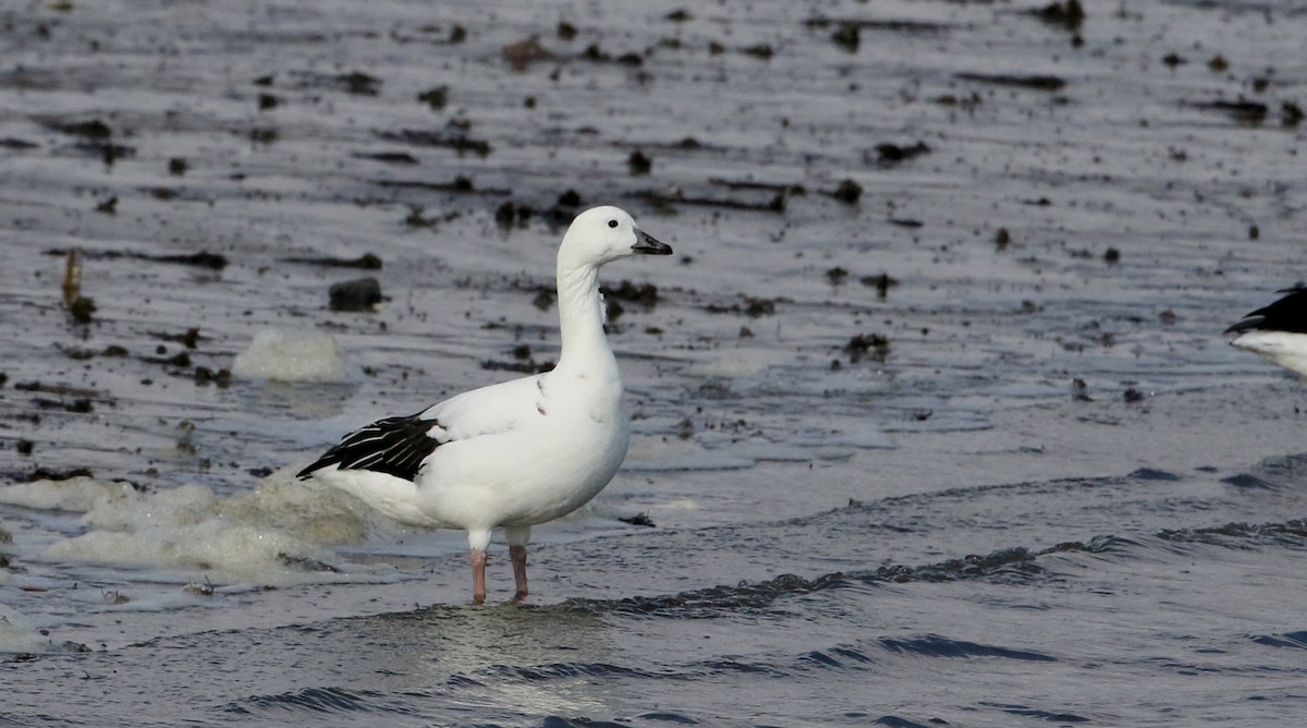 Snow Goose x Brant (hybrid) - ML208714121