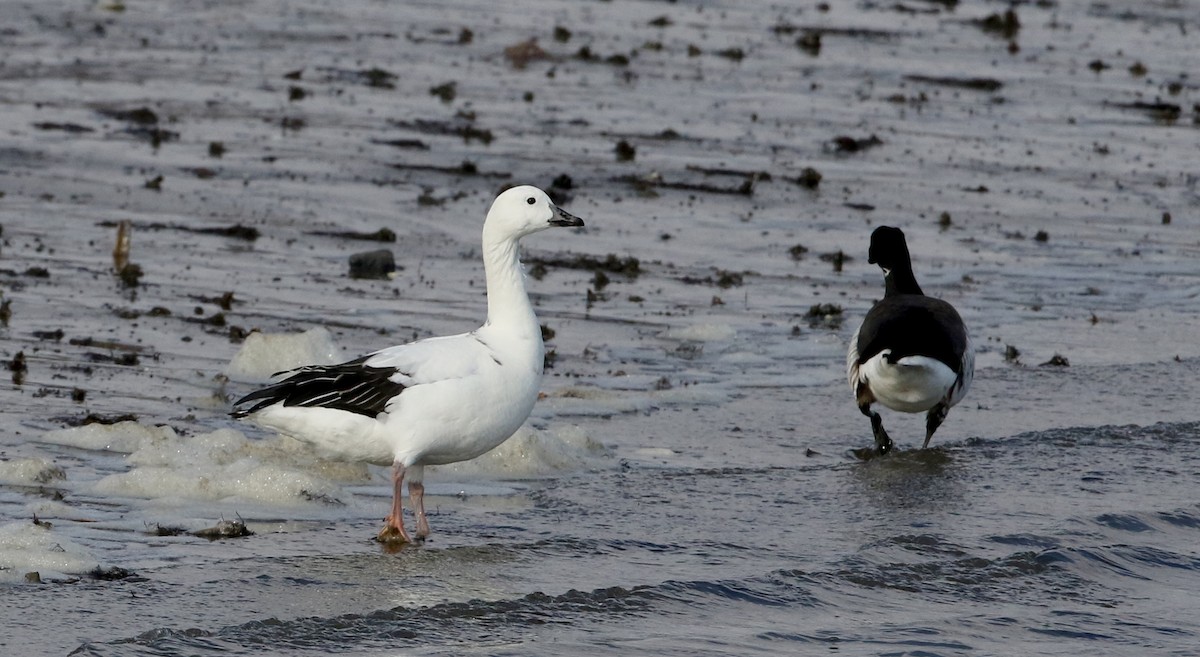 Snow Goose x Brant (hybrid) - ML208714131