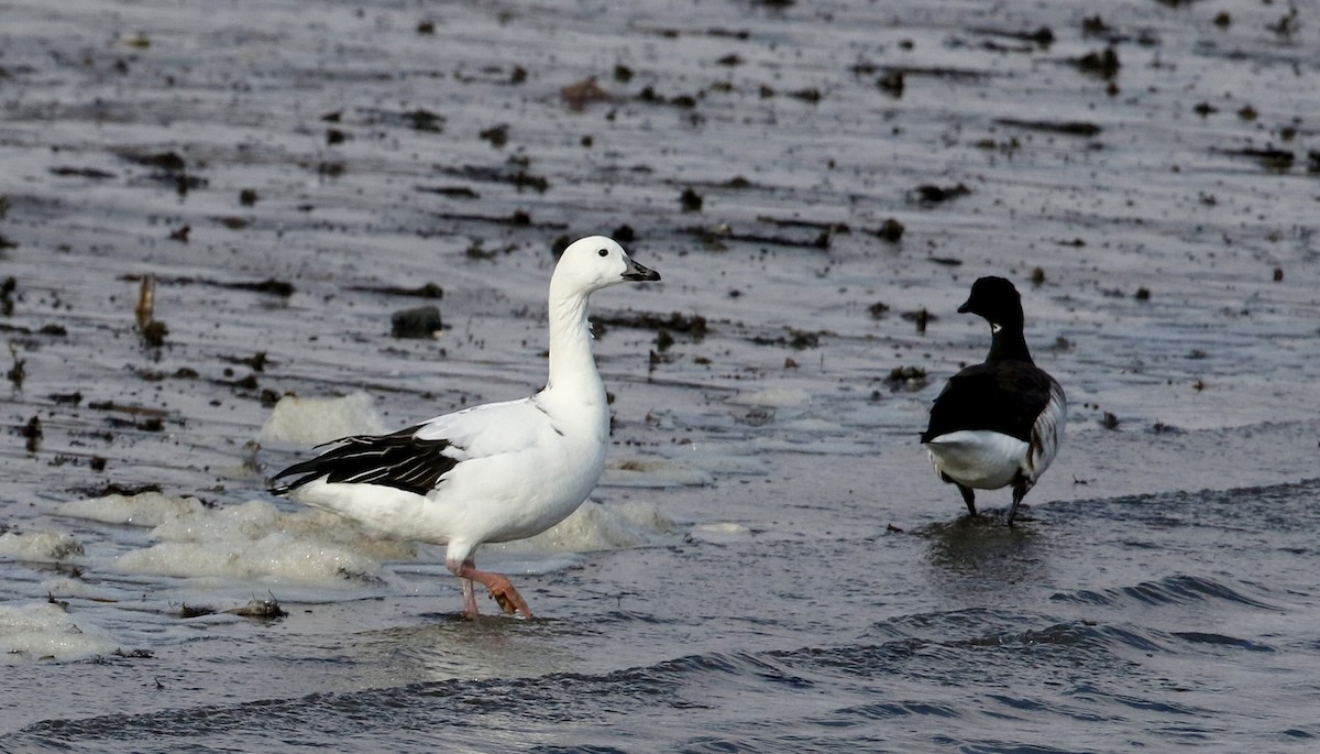 Snow Goose x Brant (hybrid) - ML208714151