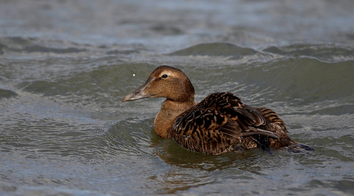 Common Eider (Dresser's) - Jay McGowan