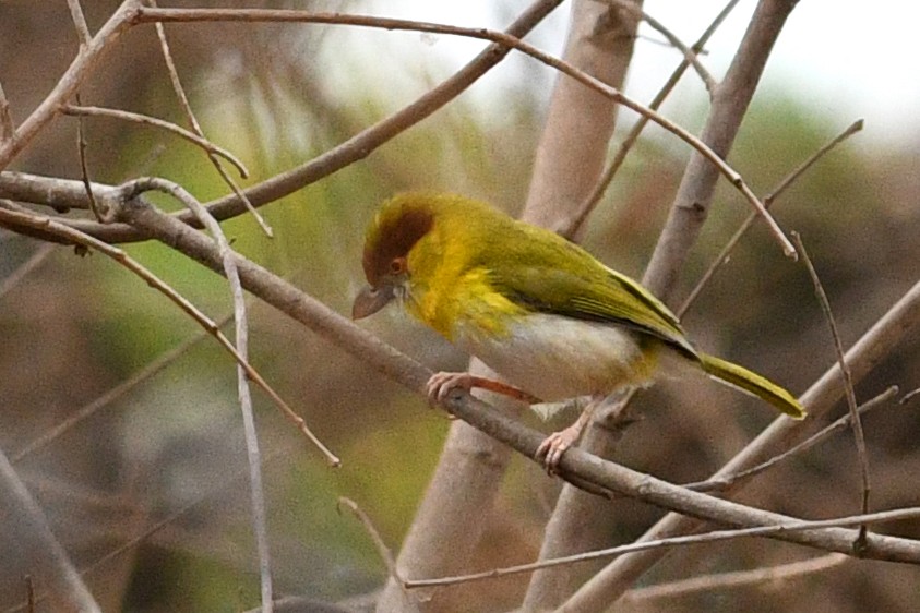 Rufous-browed Peppershrike (Yellow-backed) - ML208716461