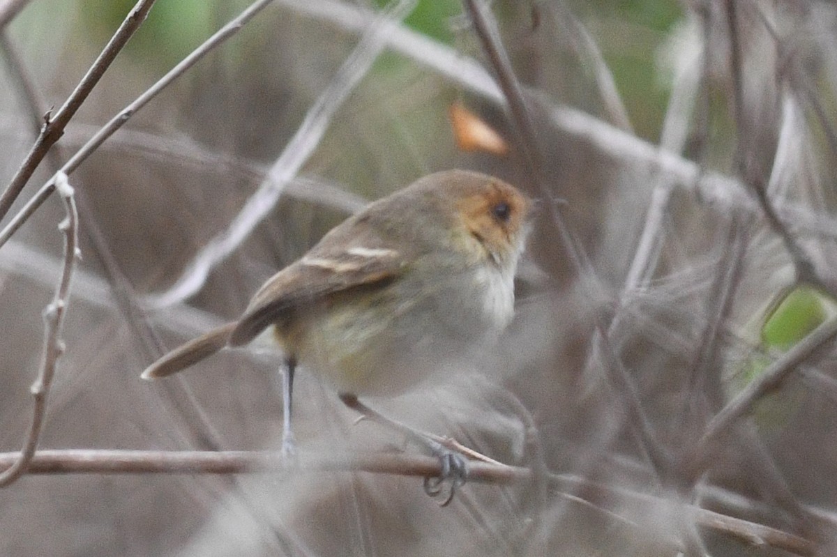 Fulvous-faced Scrub-Tyrant - ML208716481