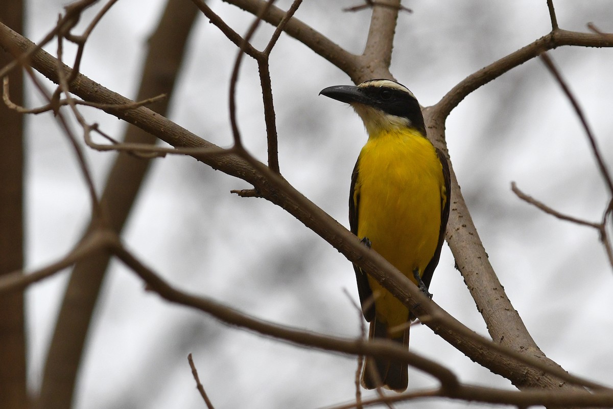 Bienteveo Pitanguá (chrysogaster) - ML208716871