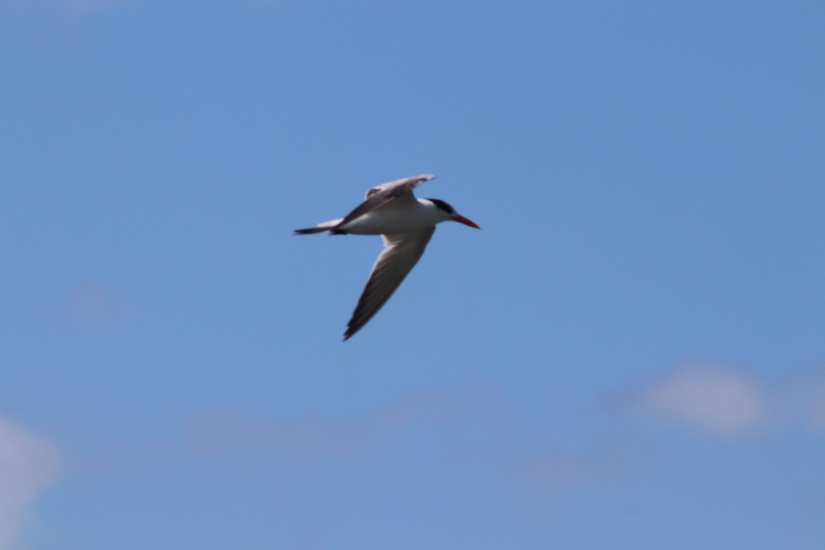 Royal Tern - ML208717711