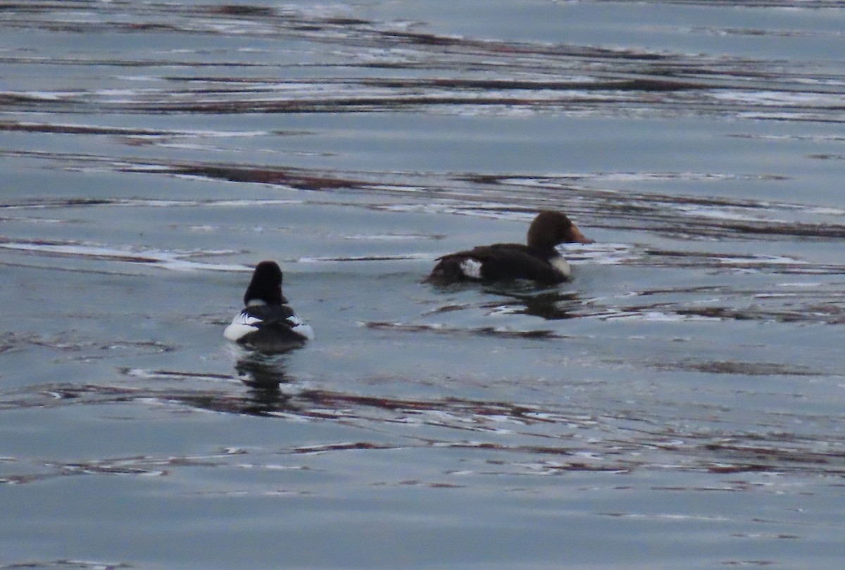 King Eider - ML208718381