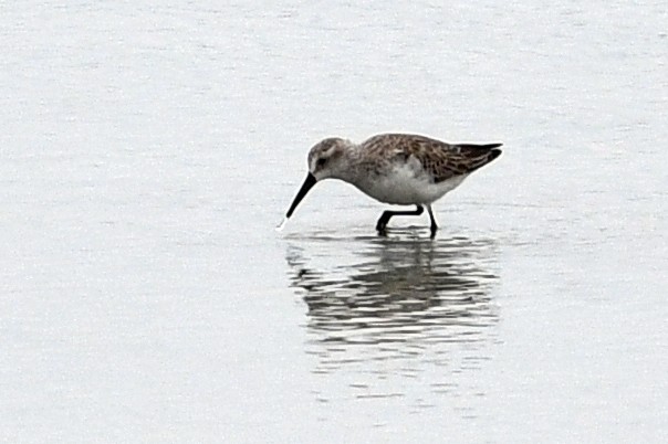 Western Sandpiper - ML208719331