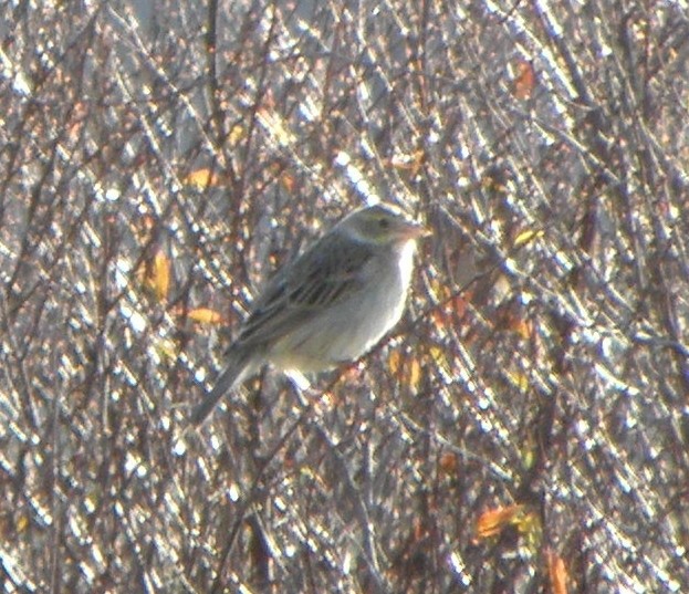 Dickcissel - ML208720731