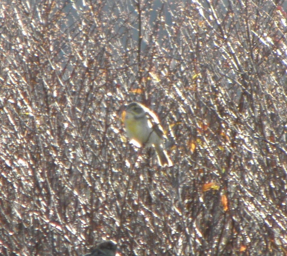 Dickcissel - ML208720781