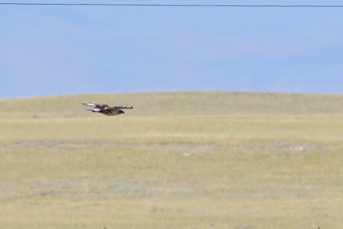 Ferruginous Hawk - ML208722851