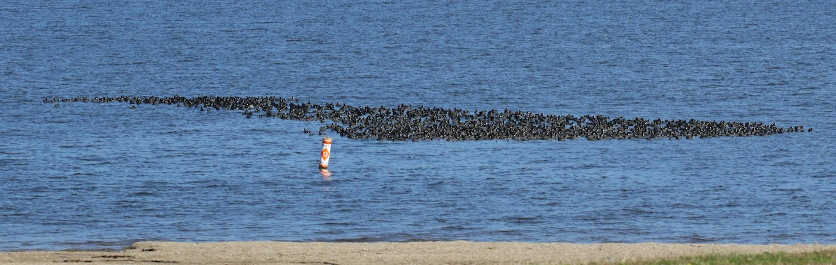 American Coot (Red-shielded) - ML20872401