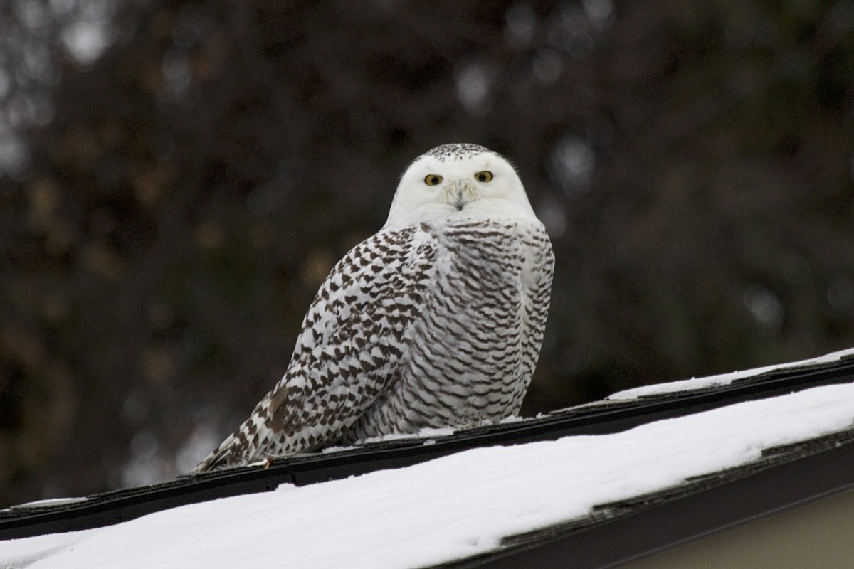 Snowy Owl - Enric Fernandez