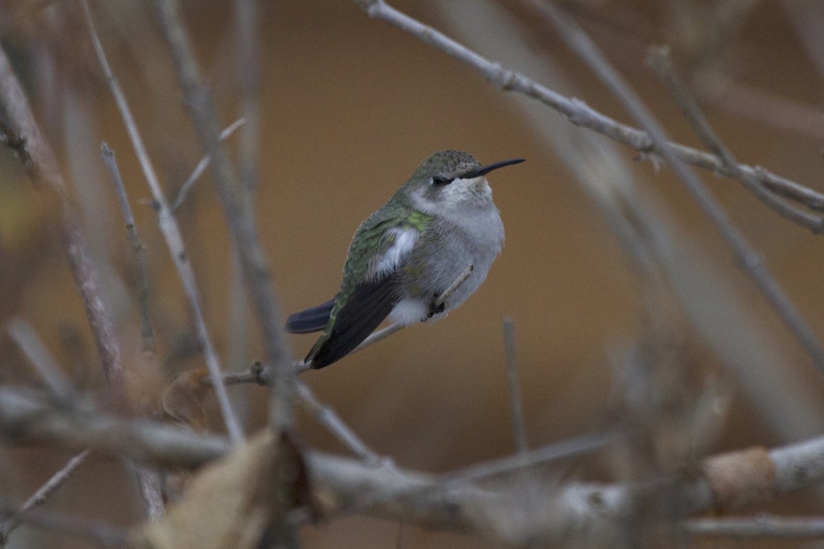 Costa's Hummingbird - ML20872481