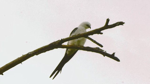 Swallow-tailed Kite - ML208728451