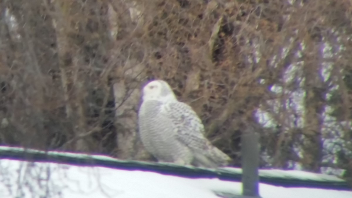 Snowy Owl - Steve Scordino