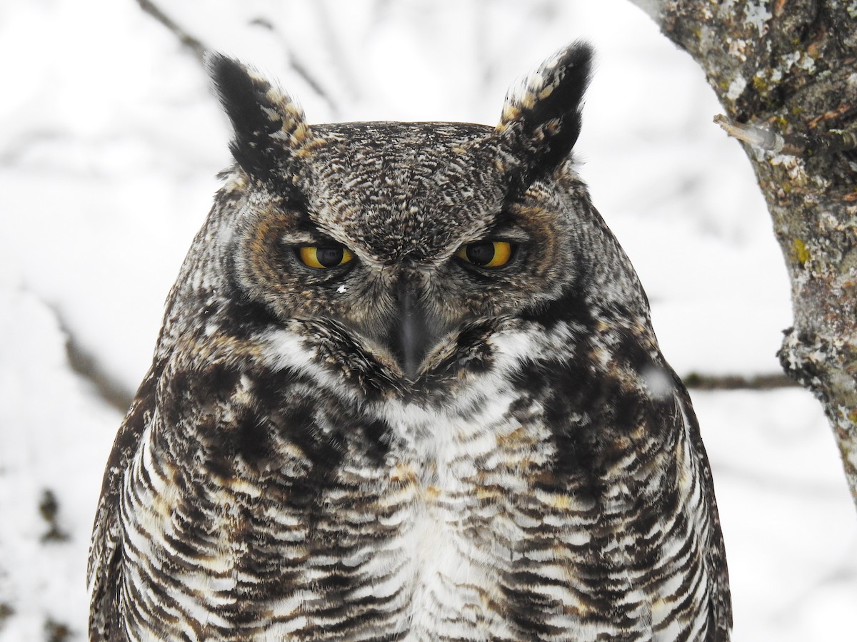 Great Horned Owl - ML208728681