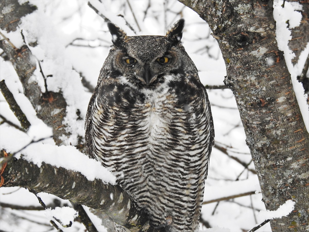 Great Horned Owl - ML208728711