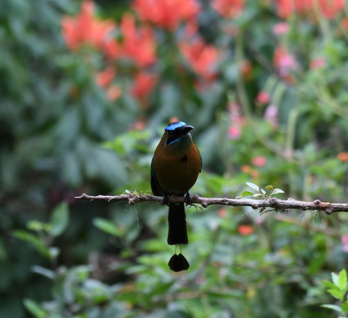 diademmotmot - ML208728721