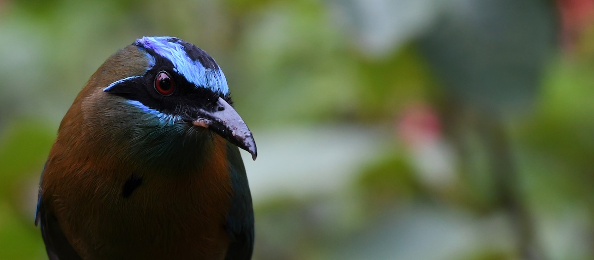 diademmotmot - ML208730111