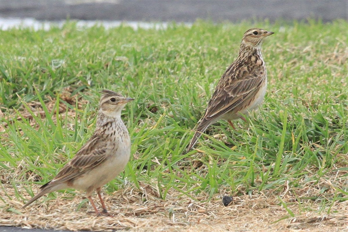 Eurasian Skylark - Kent Forward