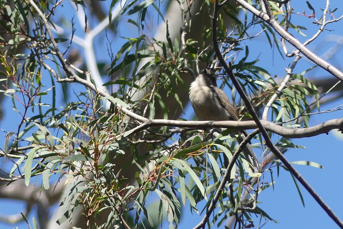 Gray Shrikethrush - ML208730921