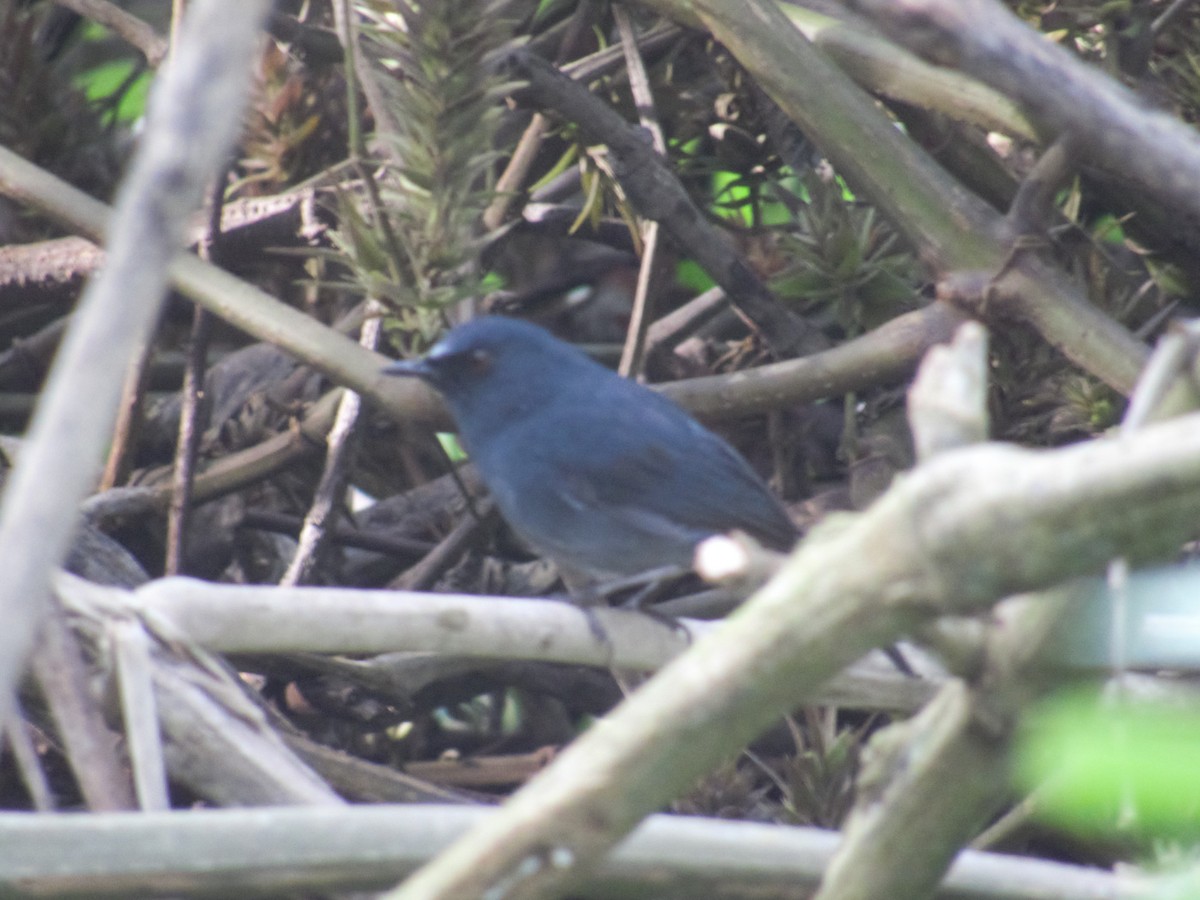White-bellied Sholakili - ML208730971