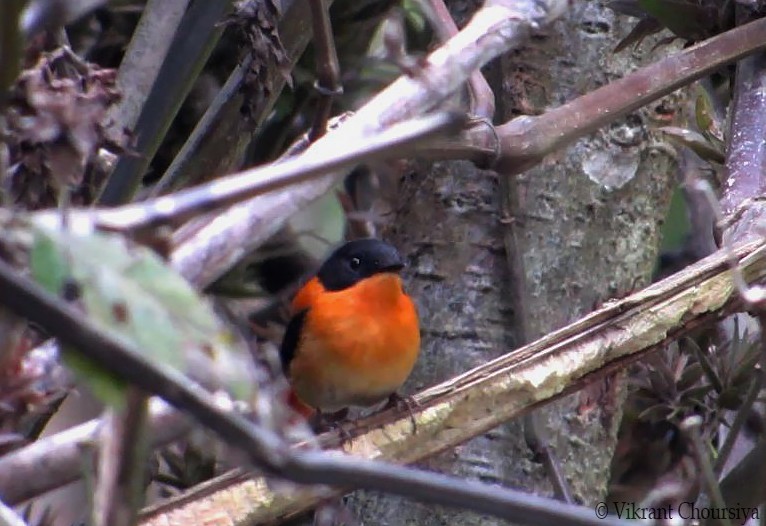 Black-and-orange Flycatcher - ML208731071