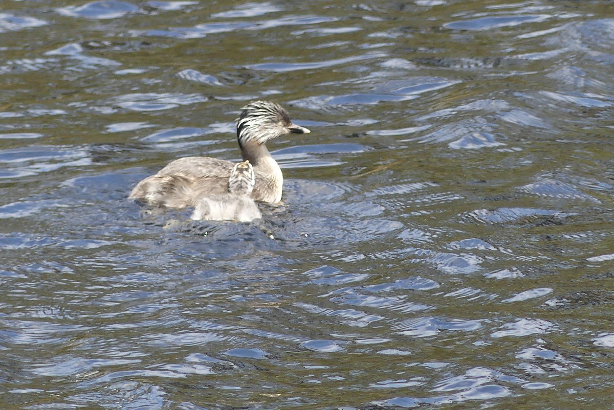 Hoary-headed Grebe - ML208731091
