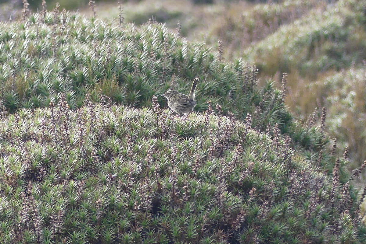 Striated Fieldwren - ML208731291