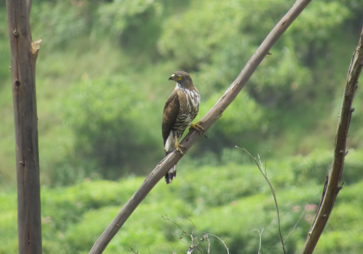 Crested Goshawk - ML208731381