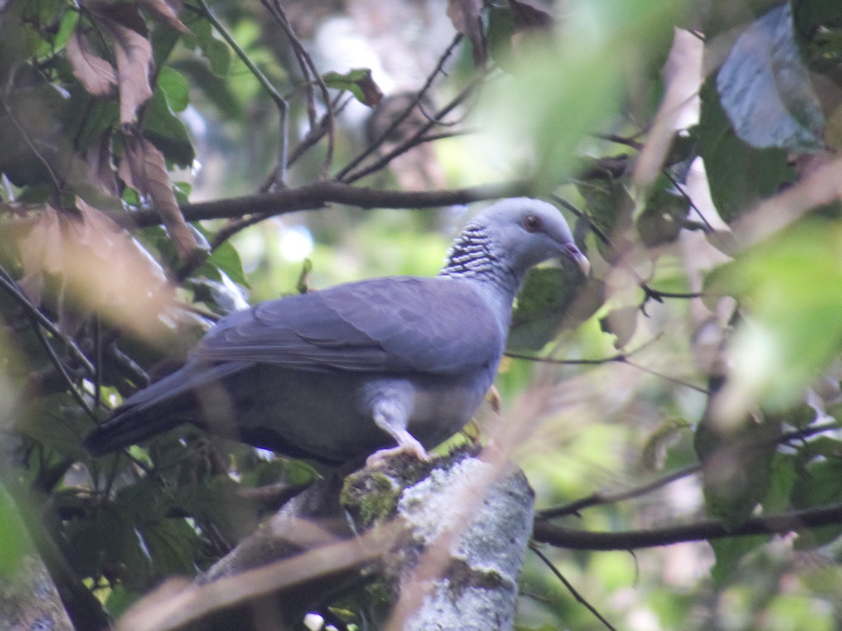 Nilgiri Wood-Pigeon - ML208731501