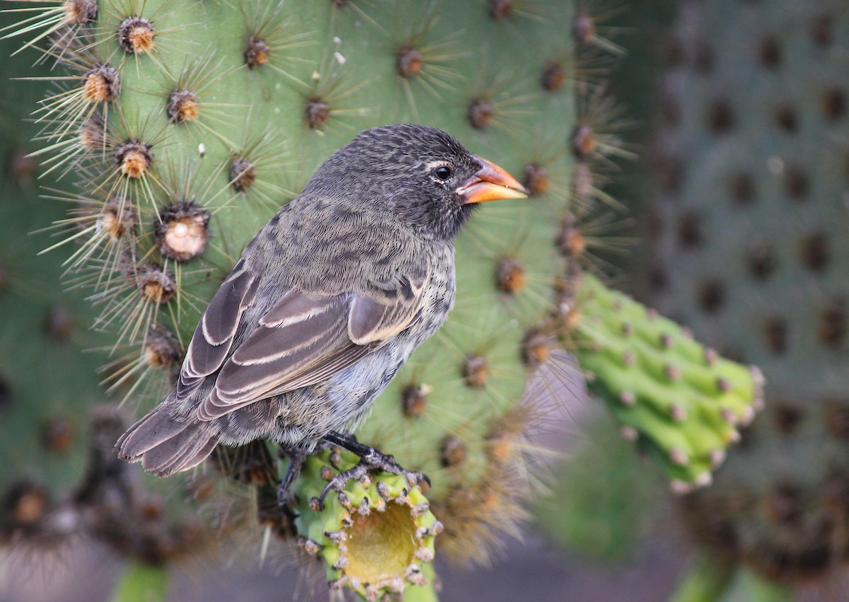 Pinzón de Darwin de Los Cactus - ML20873151