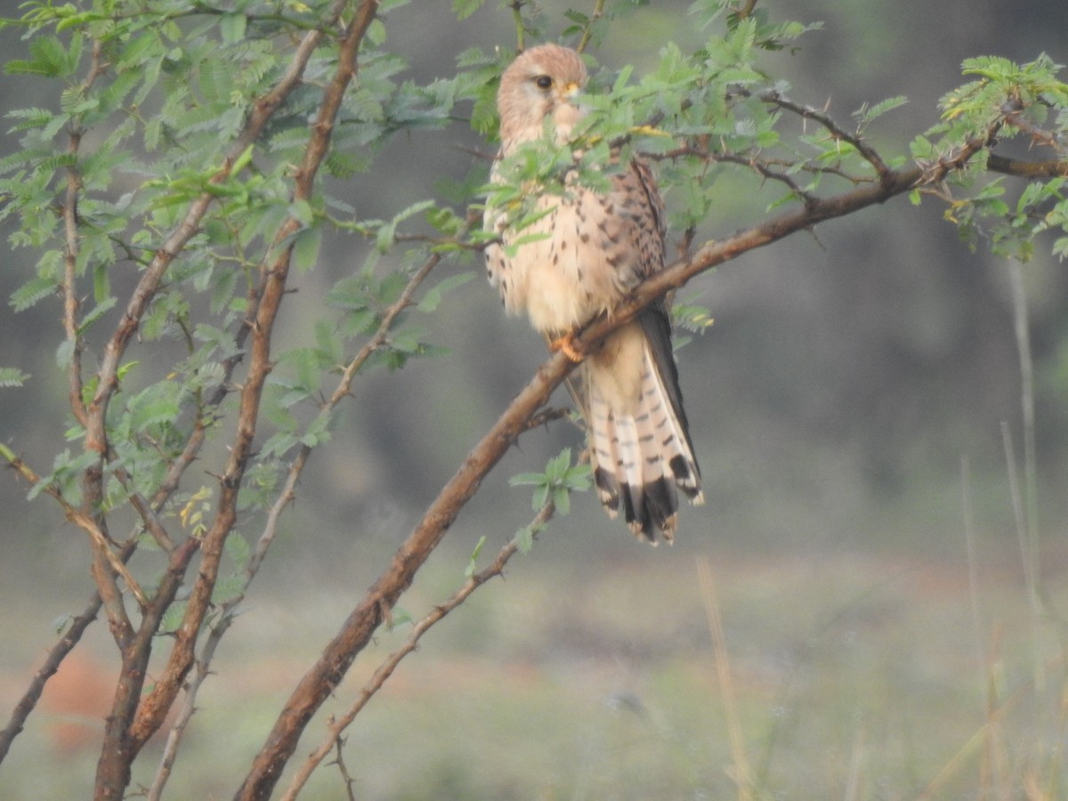 Eurasian Kestrel - ML208731911