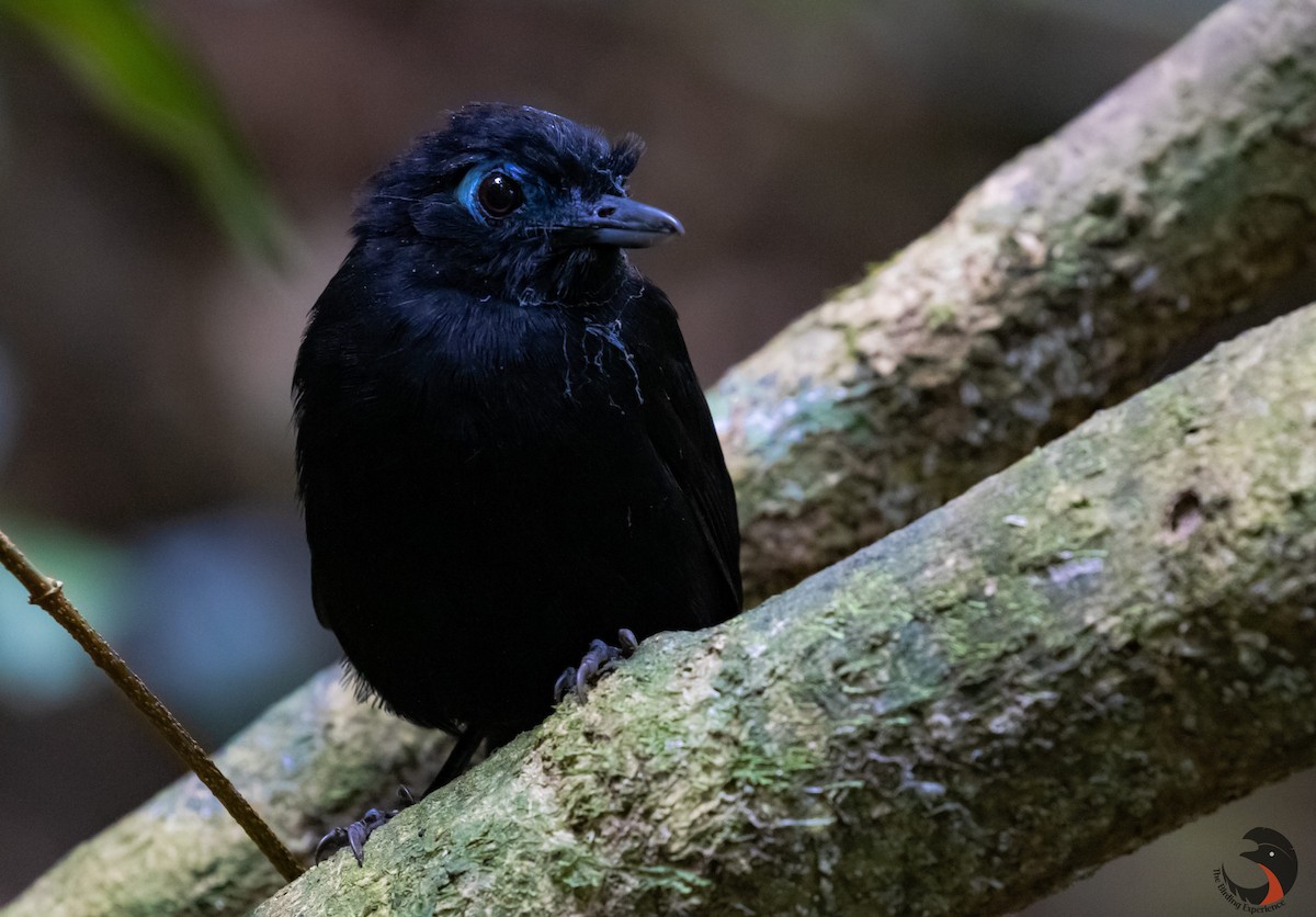 Zeledon's Antbird - David Rodríguez Arias