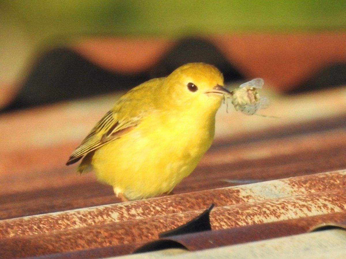 Yellow Warbler - vicky meissner