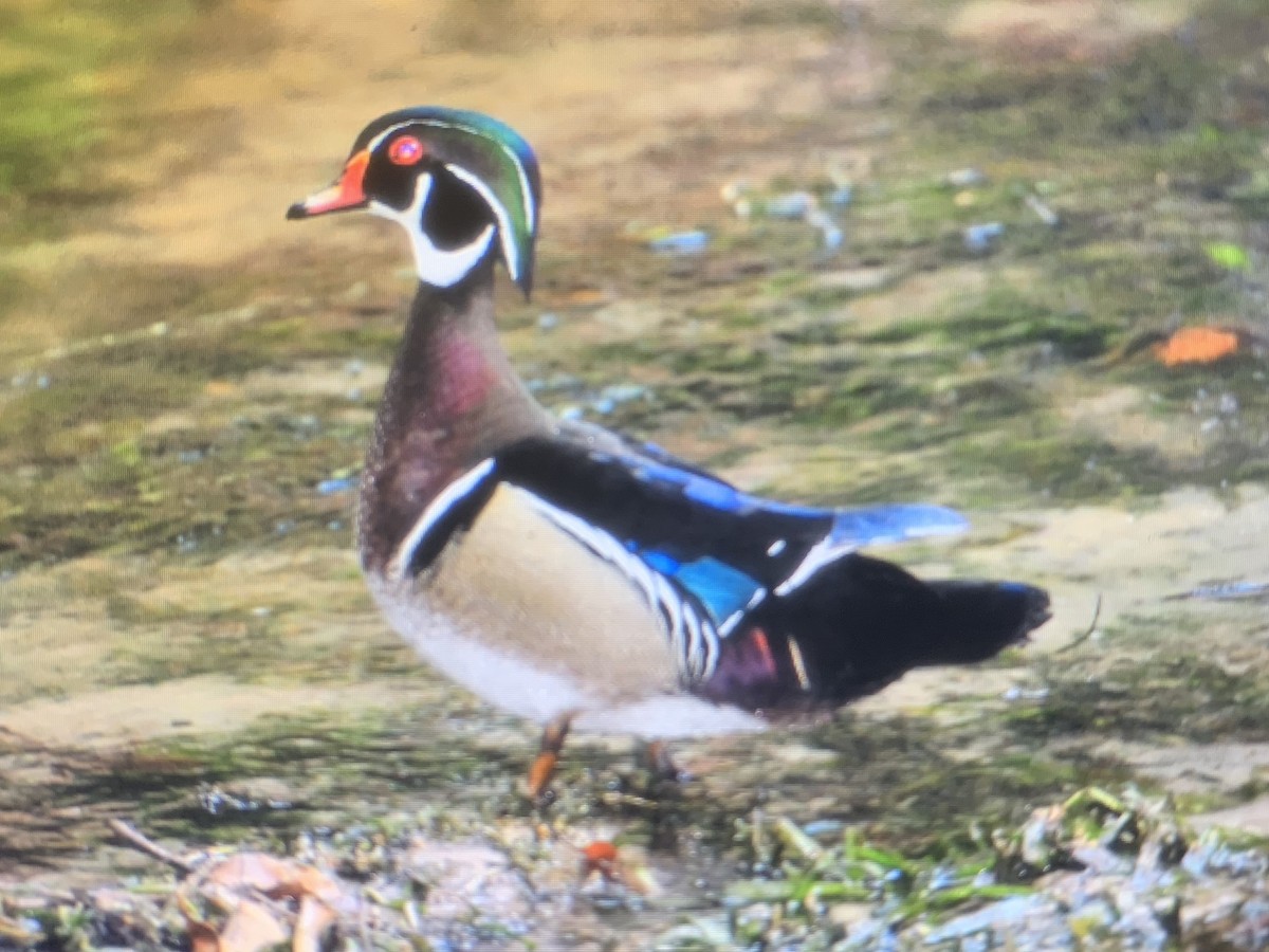 Wood Duck - Chris Marshall