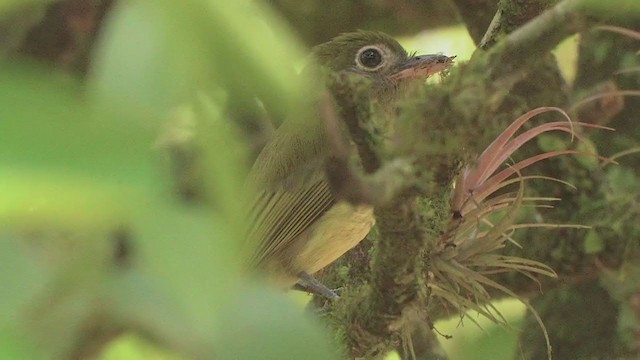 Eye-ringed Flatbill - ML208736801