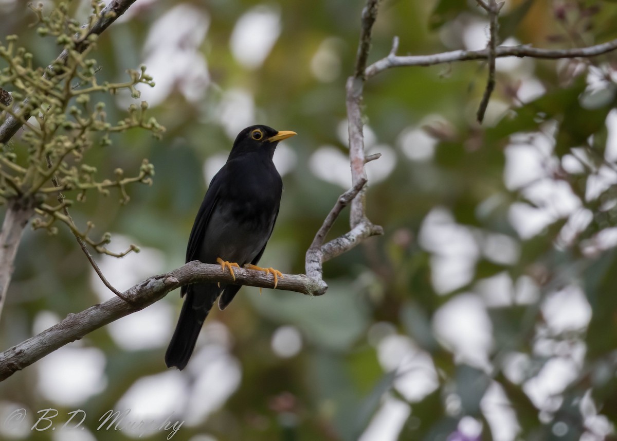 Yellow-legged Thrush - ML208738381