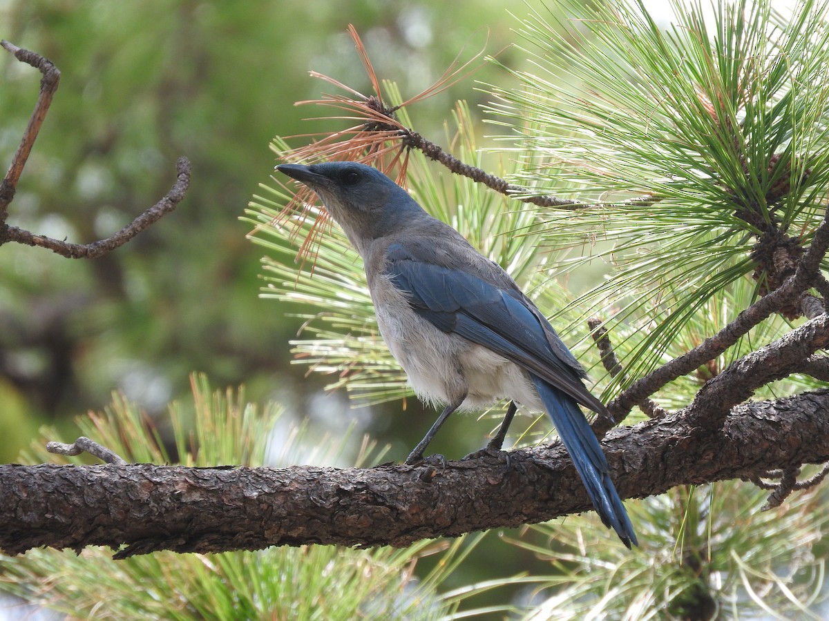 Mexican Jay (Arizona) - Cole Gaerber