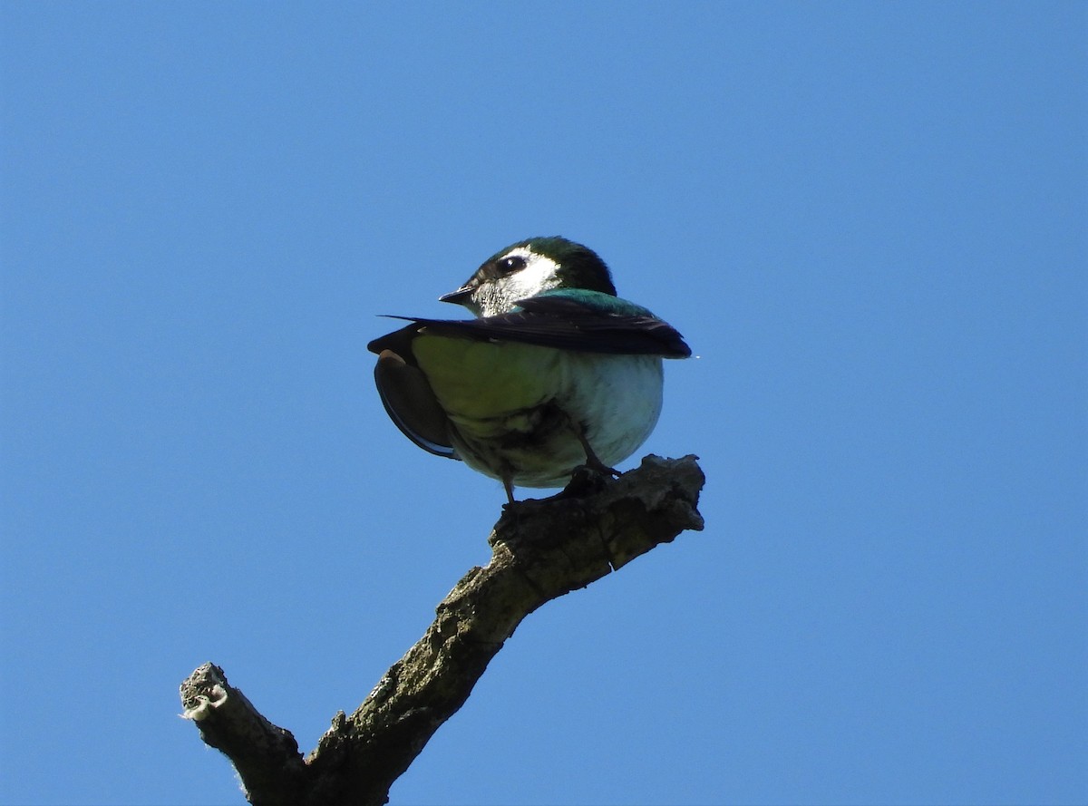 Violet-green Swallow - Dale Floer